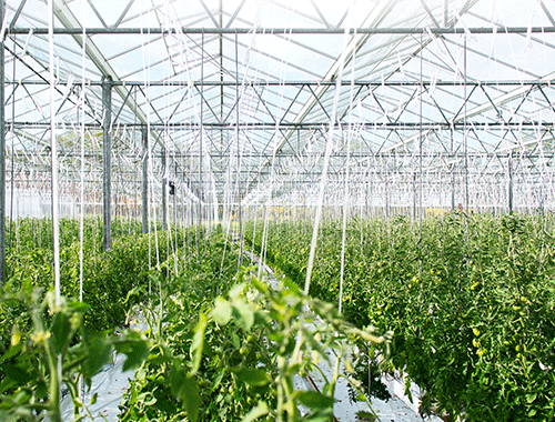 Toplight Series on tomato cultivation plant