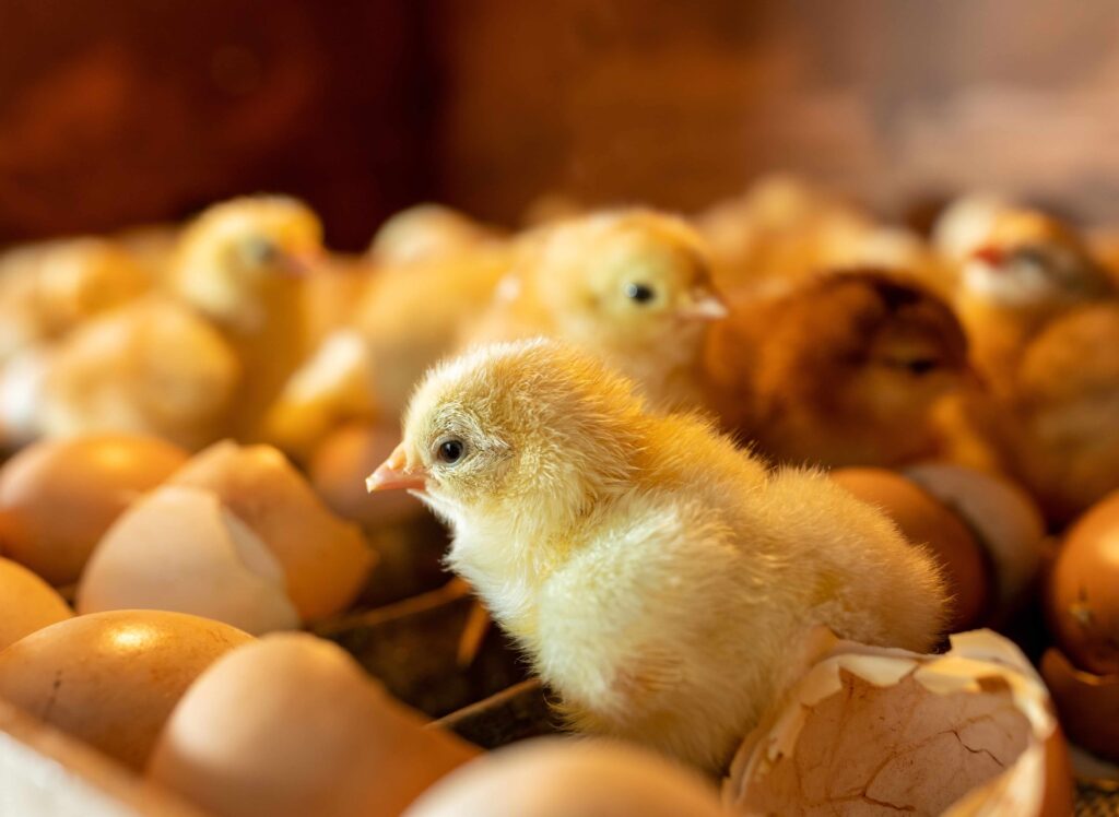 The Role of LED Lighting in Nurturing Chick Hatchlings