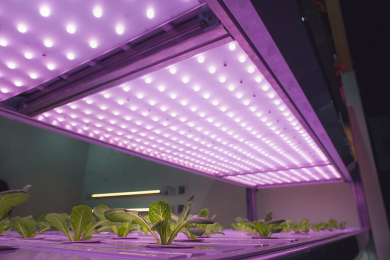 LED Grow Lights for Indoor Growing