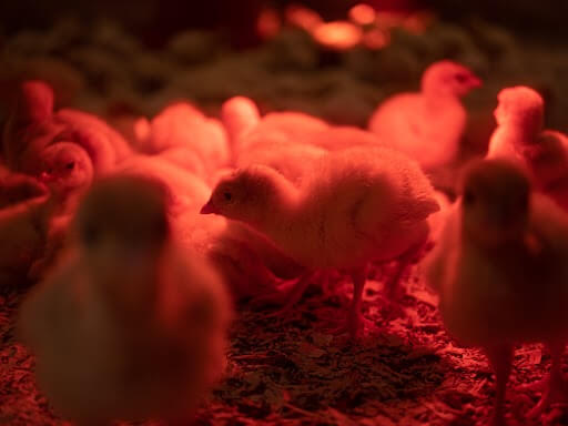 Nurturing Growth: GROW3 LED Lighting for Chicken Pullets and Juveniles