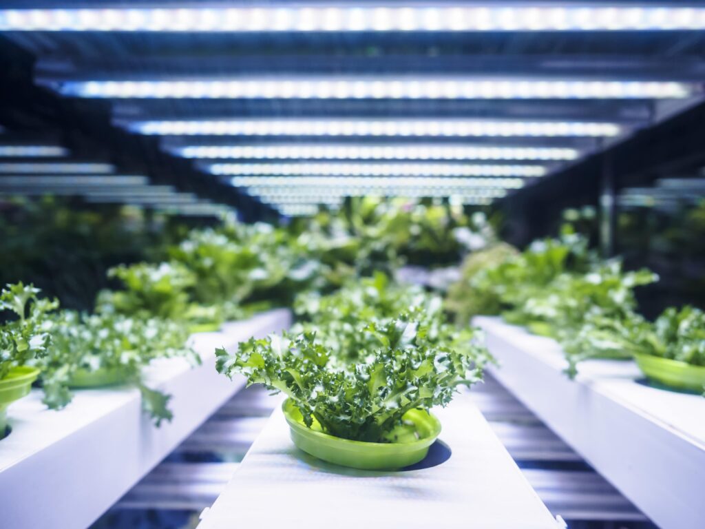 How Does Modern Indoor Farming Enhance Flavor and Nutrition?