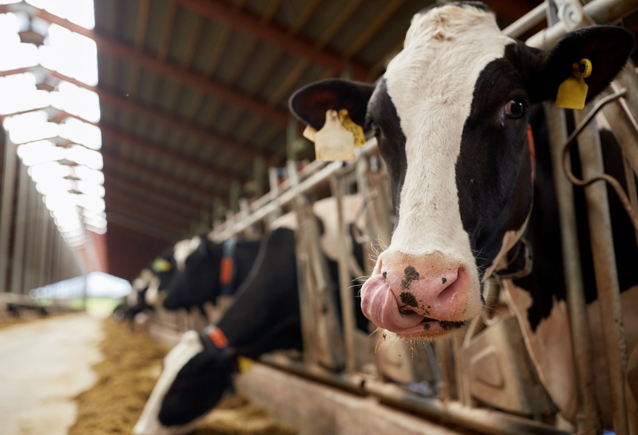 How Does Proper Lighting Affect Dairy Cow Health and Milk Production?