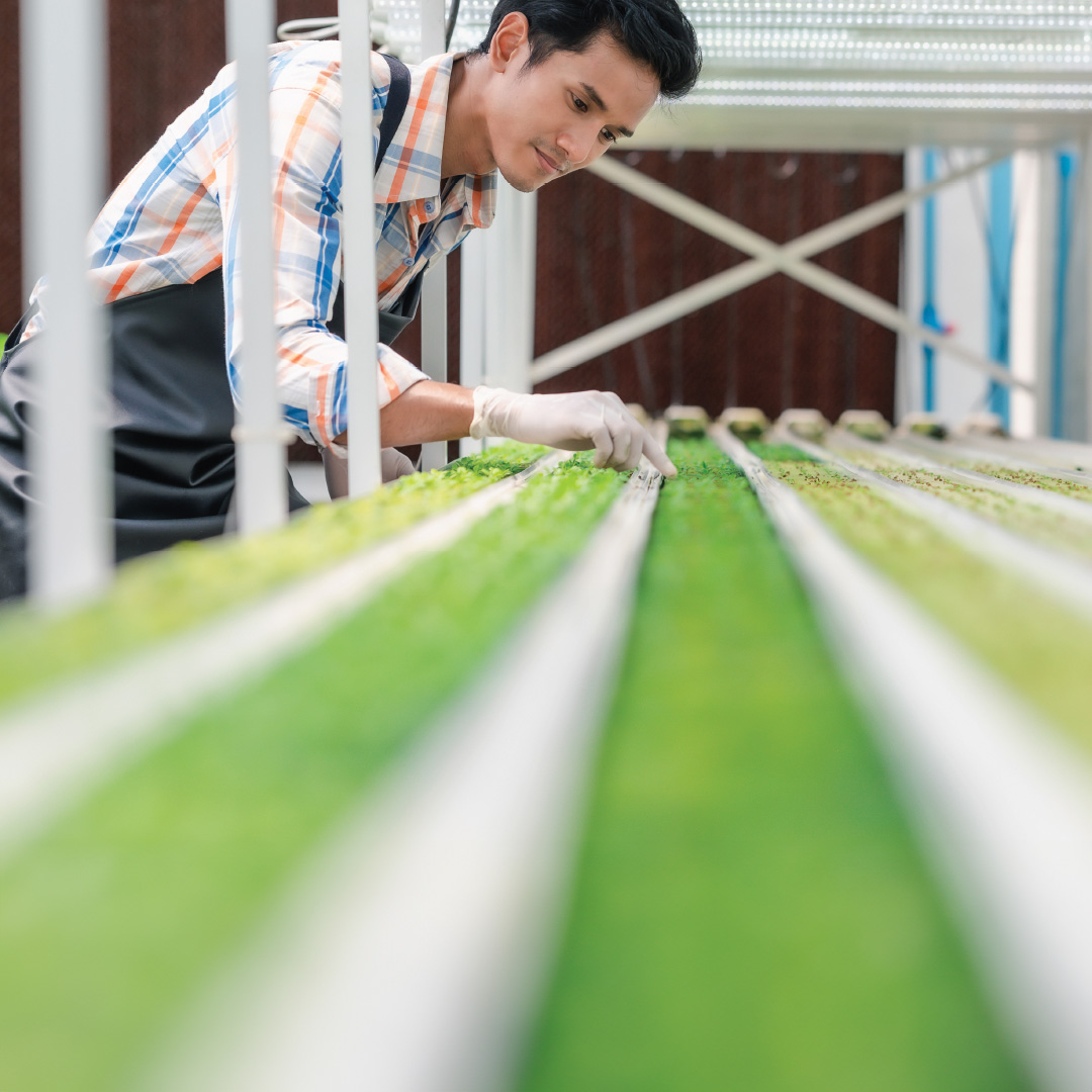 Man Inspecting CEA Greens