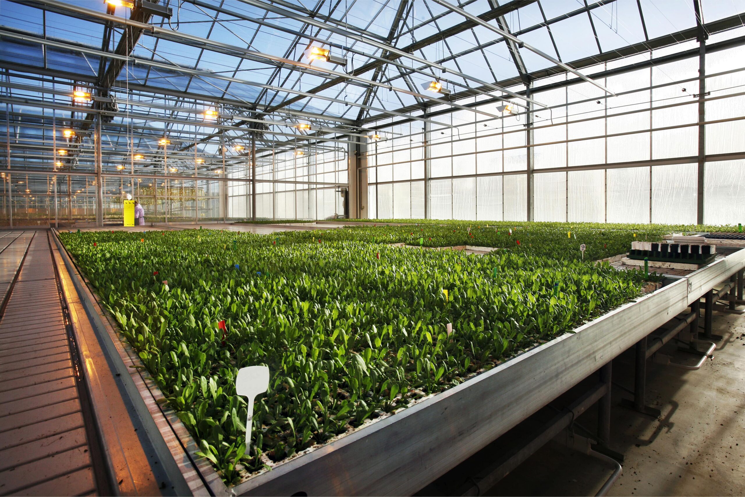 How LED Lights Revolutionize Year-Round Harvests in Greenhouses