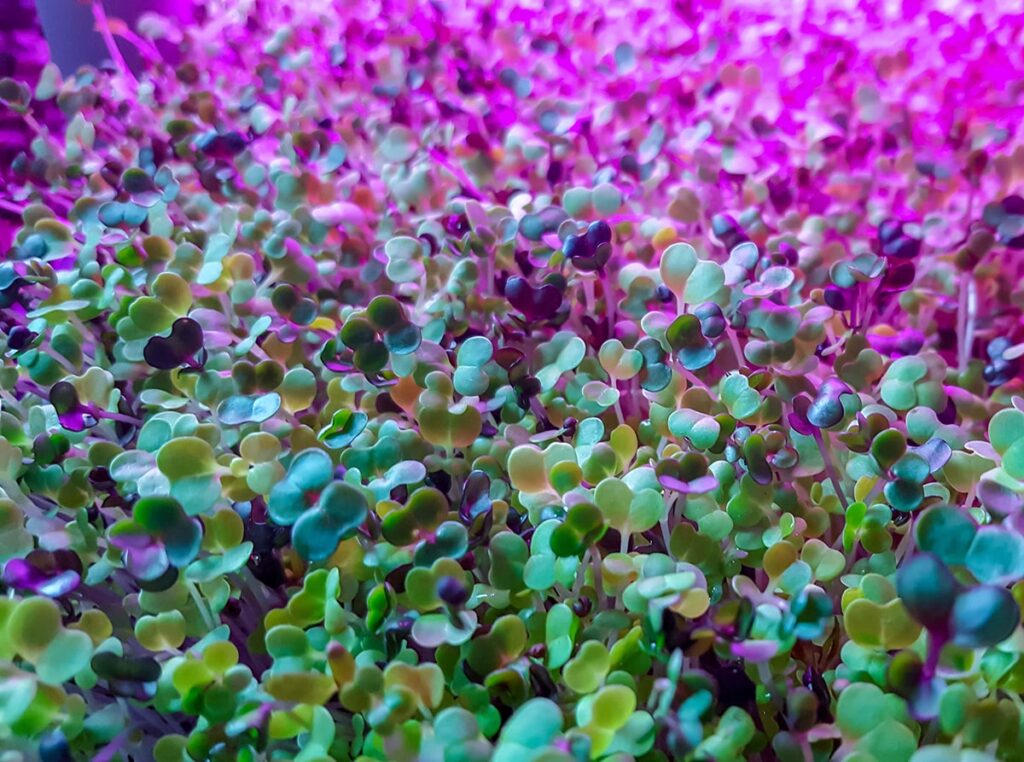 How Do Grow Lights Support the Growth of Organic Microgreens?