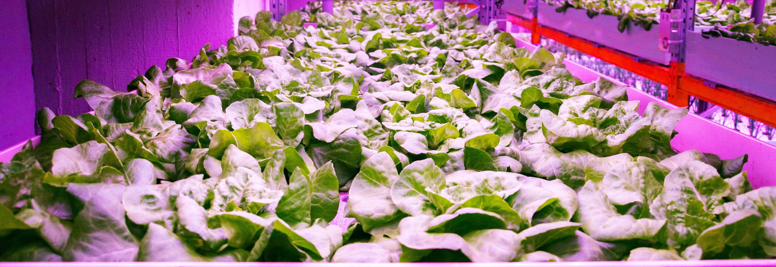 How Grow Lights Enhance Profitability in Vertical Farming