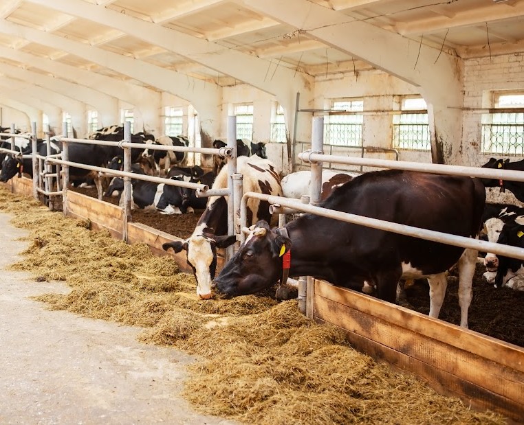 LED Lighting and Its Impact on Livestock Behavior and Growth