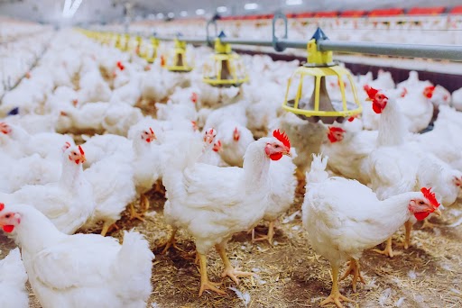 The Impact of LED Lighting Technology on Poultry Production Stages