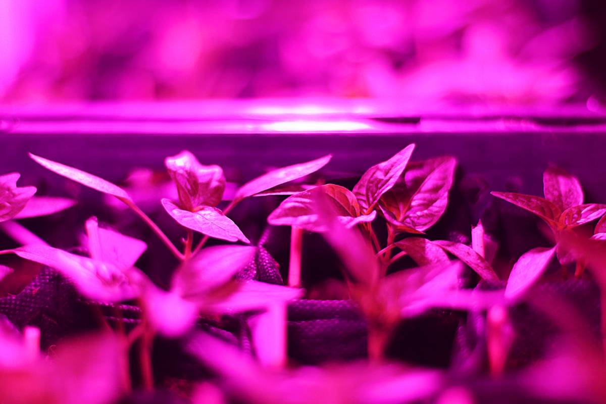 Can LED grow lights boost the growth of medicinal plants?