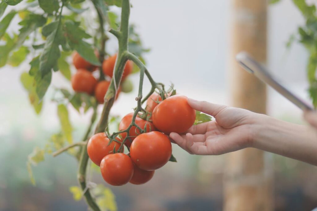 How do LED grow lights affect the nutrient content of tomatoes?