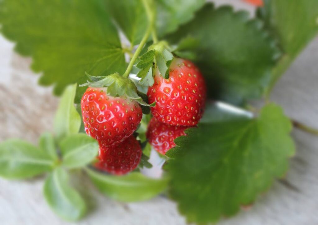 The Role of LED Lighting in Premium Strawberry Production