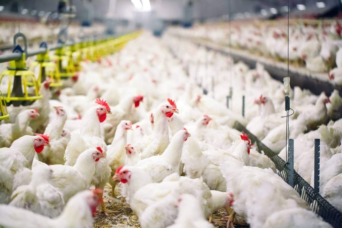 The impact of LED lighting on egg production in poultry farms