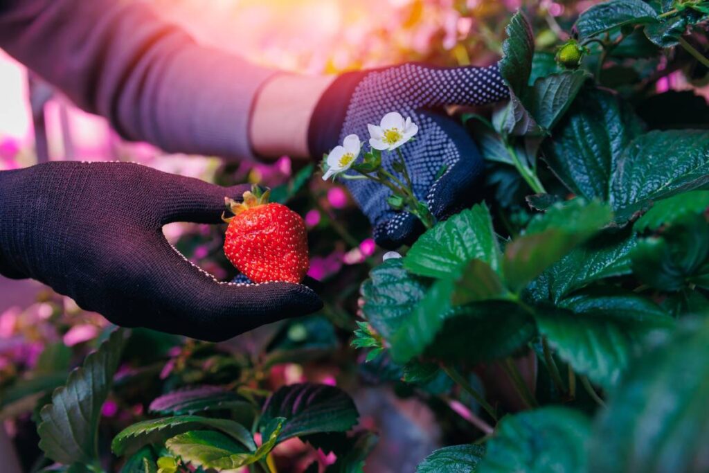 What Role Do Grow Lights Play in Extending the Strawberry Growing Season?