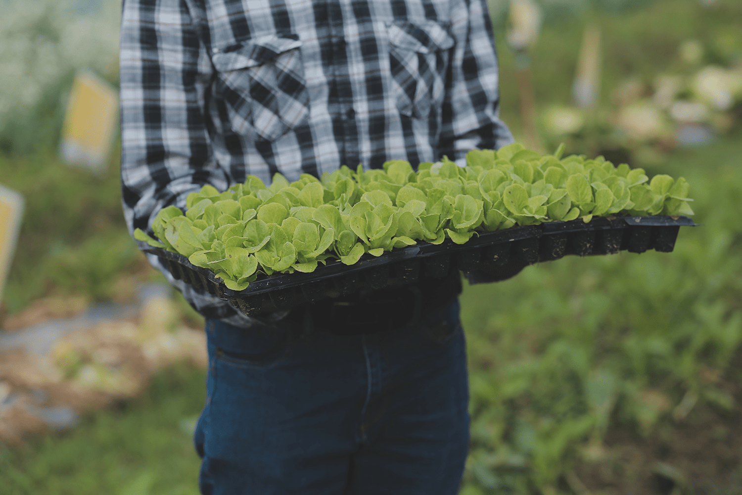 How Can LED Grow Lights Contribute to Pest Control in Greenhouse Environments?