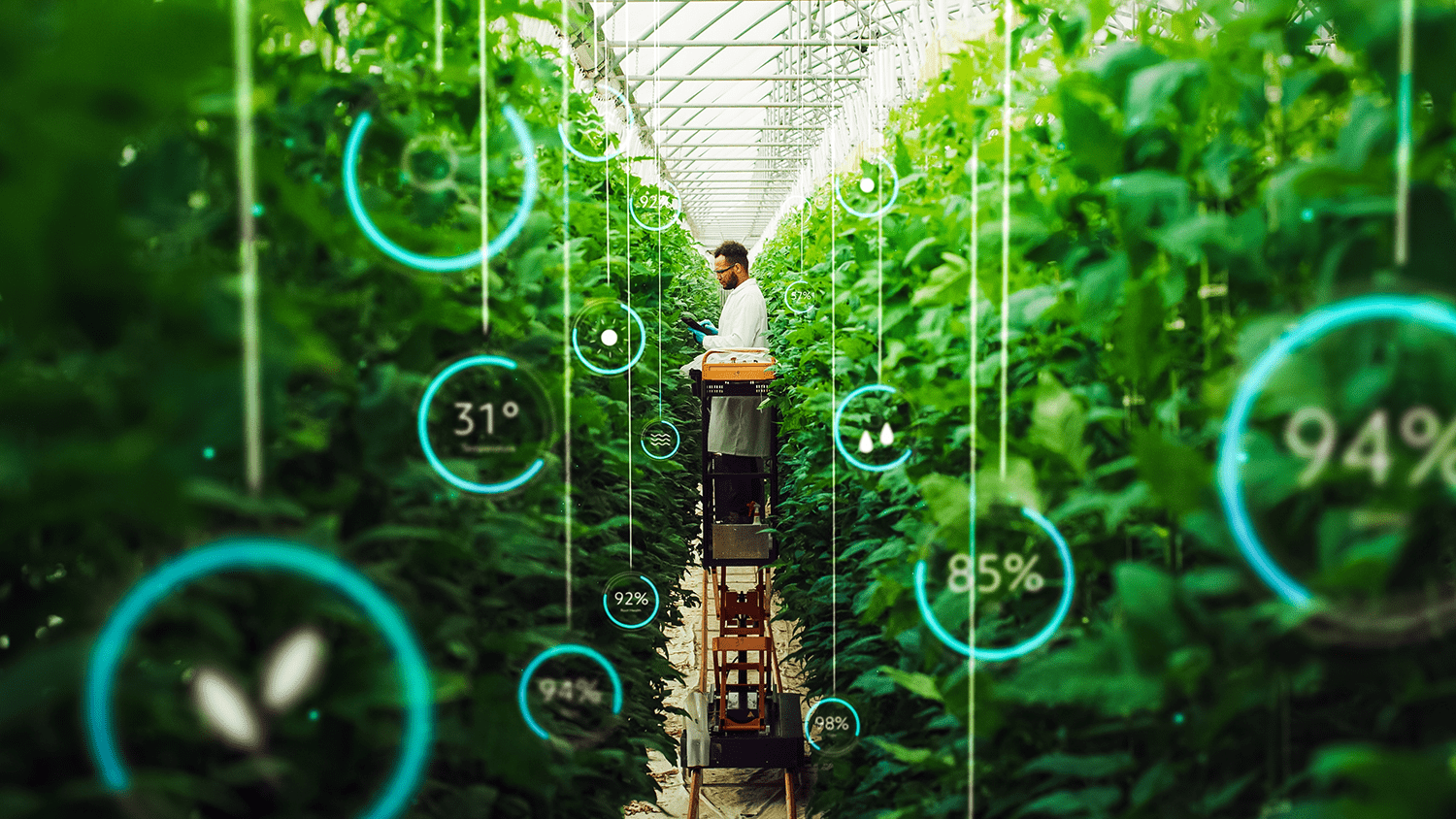 Tailoring Lighting Solutions for Different Vegetables in Indoor Farming