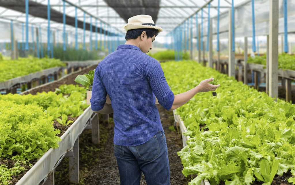 The Role of Grow Lights in organic farming