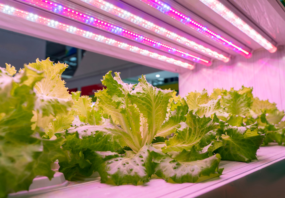 Curated visual reference: Picture Idea: Best Lighting Solutions For Growing Hydroponic Lettuce Indoors